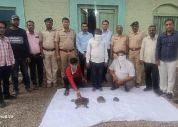 जळगाव वनविभागाची कारवाई;कासवांची तस्करी करुन विक्री करण्याच्या उद्देशाने वाहतुक करणाऱ्या ३ आरोपींना पकडले