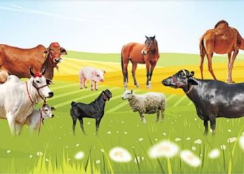 पशुधनाची उष्णलहरी पासून करा बचाव…;अशा आहेत उपाययोजना…