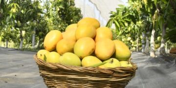 गौराई ग्रामोद्योग येथे आजपासून ‘मॅंगो फिस्टा’ आगळंवेगळं प्रदर्शन;१५० हून अधिक देशी-विदेशी व संकरित आंबा वाणांचा समावेश