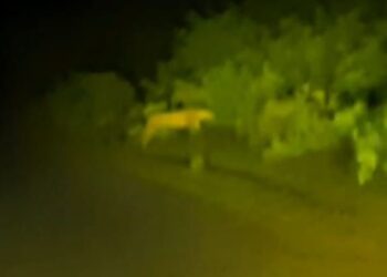 कुऱ्हाड ते कळमसरा रस्तावर बिबट्यांचा भरला पोळा! परिसरात भितीचे वातावरण; वनविभाग सुन्न!!!