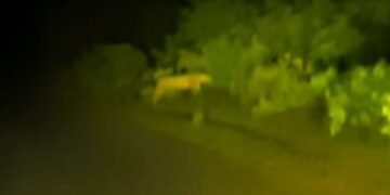 कुऱ्हाड ते कळमसरा रस्तावर बिबट्यांचा भरला पोळा! परिसरात भितीचे वातावरण; वनविभाग सुन्न!!!