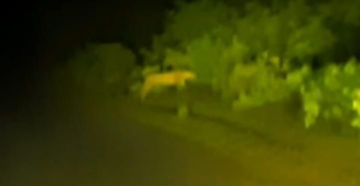 कुऱ्हाड ते कळमसरा रस्तावर बिबट्यांचा भरला पोळा! परिसरात भितीचे वातावरण; वनविभाग सुन्न!!!