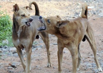 नाशिकात मोकाट कुत्र्यांचा तरुणीवर हल्ला;मनपाचे दुर्लक्ष उघड-नागरिक भयभीत